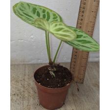 антуриум кристаллический сильвер блаш / anthurium crystallinum silver blush