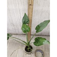 Alocasia cucullata