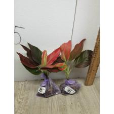 Aglaonema Khunmakracha Red A-35