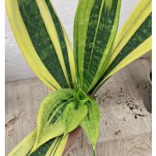 Сансеверия трехполосая Голд Флейм / Sansevieria trifasciata Gold Flame