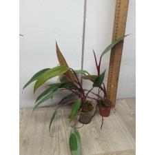 Philodendron red sp pot 450р