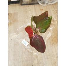 Caladium sp C-10