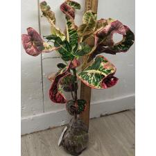 Кодиеум Чалонг Чай / Codiaeum Chalong Chai 41