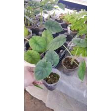 Alocasia melo x sib pot