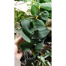 Rhaphidophora sp. Indonesia 427