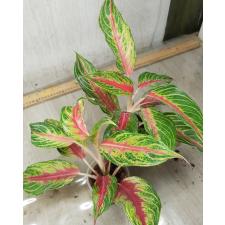 Aglaonema Panama - Red A-93 pot