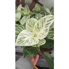 Philodendron birkin 12 cm pot
