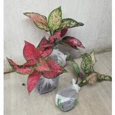 Aglaonema Kamkoon no.1 - Super Pink A-61