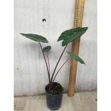 Alocasia Saraw. 'ucatan Princess