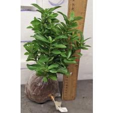 Иксора сп.(Т40) Карликовый (Кремовый цветок) / Ixora sp.(T40) Dwarf (cream flower) 87