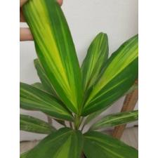 Cordyline Fruti. 'kiwi' 