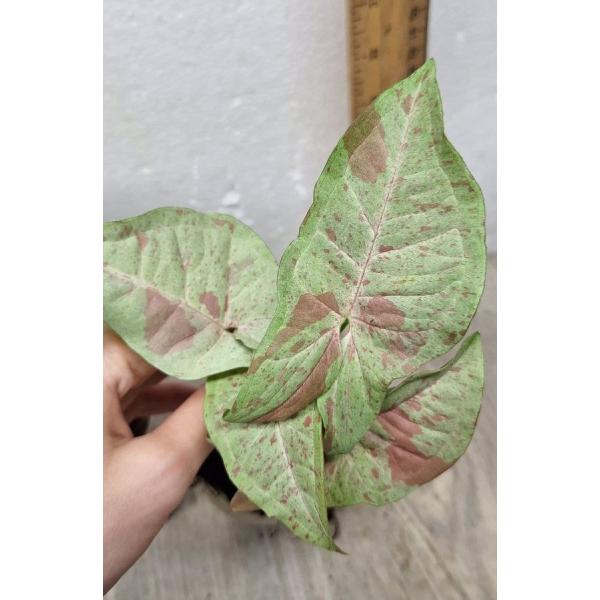 Syngonium 'Pink Spot' 