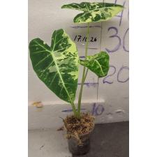Алоказия Фридек (Белая варегатность) / alocasia frydek (white variegata)