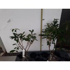 Ravenia spectabilis (red flower) 239