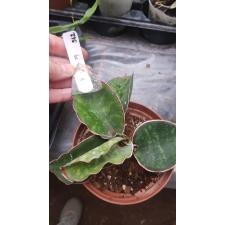 Sansevieria Dragon Wing (M) 562