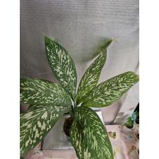 Dieffenbachia White Blizzard в  горшке 2500р