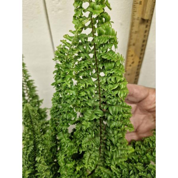 Nephrolepis exaltata cv. Wagneri (M)