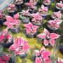 Caladium C-8