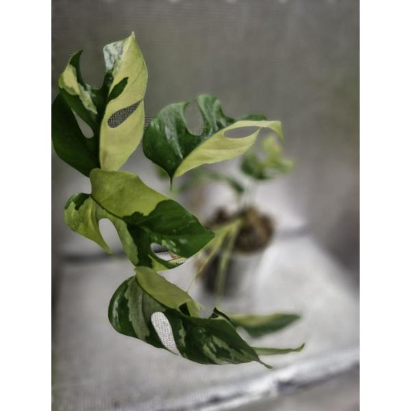 Monstera 'Miniature' (variegated) Rhaphidophora tetrasperma variegated - 