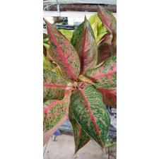 Aglaonema NEW8 Nalamongkon