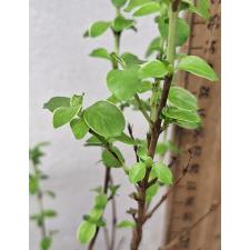 Серисса фоетида варегатная / Serissa foetida variegata 259