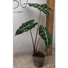Алоказия Полли / Alocasia Polly (S)
