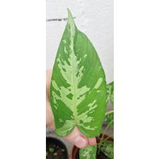 Шизматоглоттис Пусилла / Schismatoglottis Pusilla