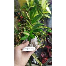 Zamioculcas zamiifolia variegated (short leaf)(SS) 4500р
