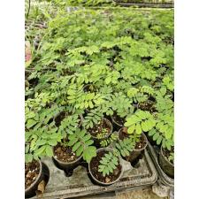 Caesalpinia pulcherrima сеянцы в стакане