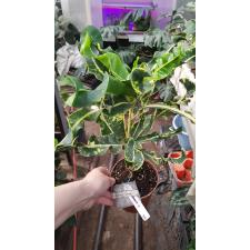 Codiaeum Ai Ya Rate 159