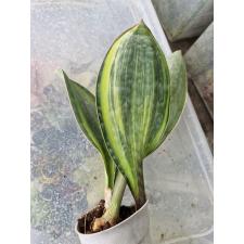 Sansevieria masoniana variegata pot Д 1500р
