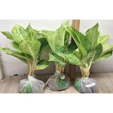 Аглаонема Серебряная Роза / Aglaonema Silver Rose A-72