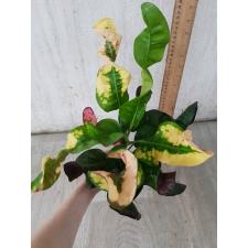 Codiaeum A1 Pud chom poo