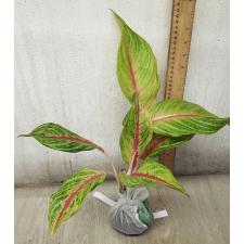 Aglaonema Tong full house A-45