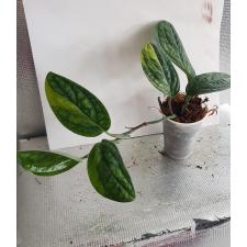monstera karstenianum variegata стакан Д