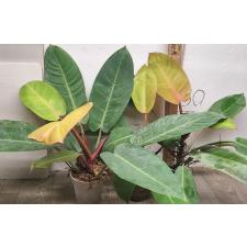 Филодендрон Принц оранжевого / Philodendron Prince Of Orange