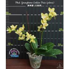 Фаленопсис Янгхоум «Голден Пикси» (пелорик) / Phal. Younghome Golden Pixie (peloric)