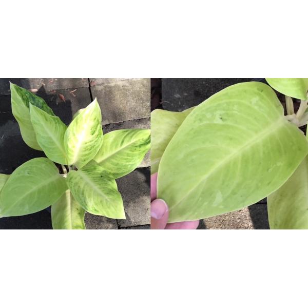 Аглаонема Каймук Сиам / Aglaonema Kaimook Siam