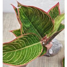 Аглаонема Помада (Розовая) / Aglaonema  Lipstick (Pink) A-114