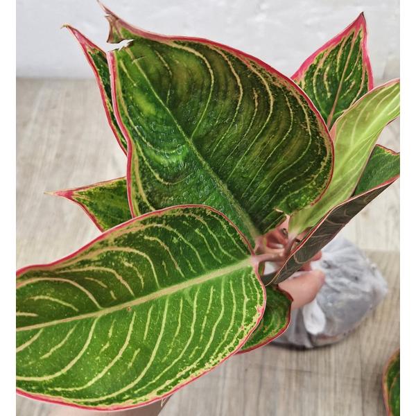 Аглаонема Помада (Розовая) / Aglaonema  Lipstick (Pink) A-114