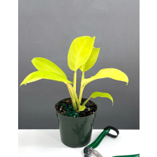 Philodendron malay Gold pot 450p