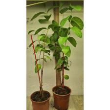 Псидиум гуаява / Psidium guajava