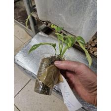 Monstera adansonii variegated yellow 
