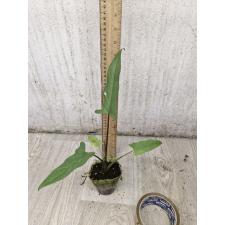 alocasia lavrentieva s pot 450p
