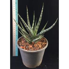 Sansevieria Bunlue Torch (green leaf) 561