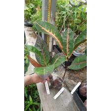 Codiaeum Monena 75