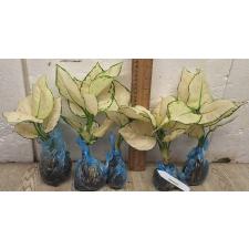 Аглаонема Супер Белая / Aglaonema Super White A-40