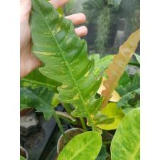 philodendron ring of fire