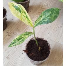 Zamioculcas zamiifolia variegated (big leaf)(yellow var) pot 4