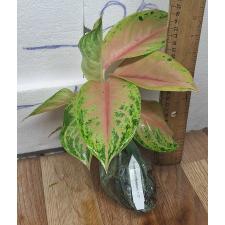 Аглаонема ЛукБей Розовая. / Aglaonema LukBay Pink A-22